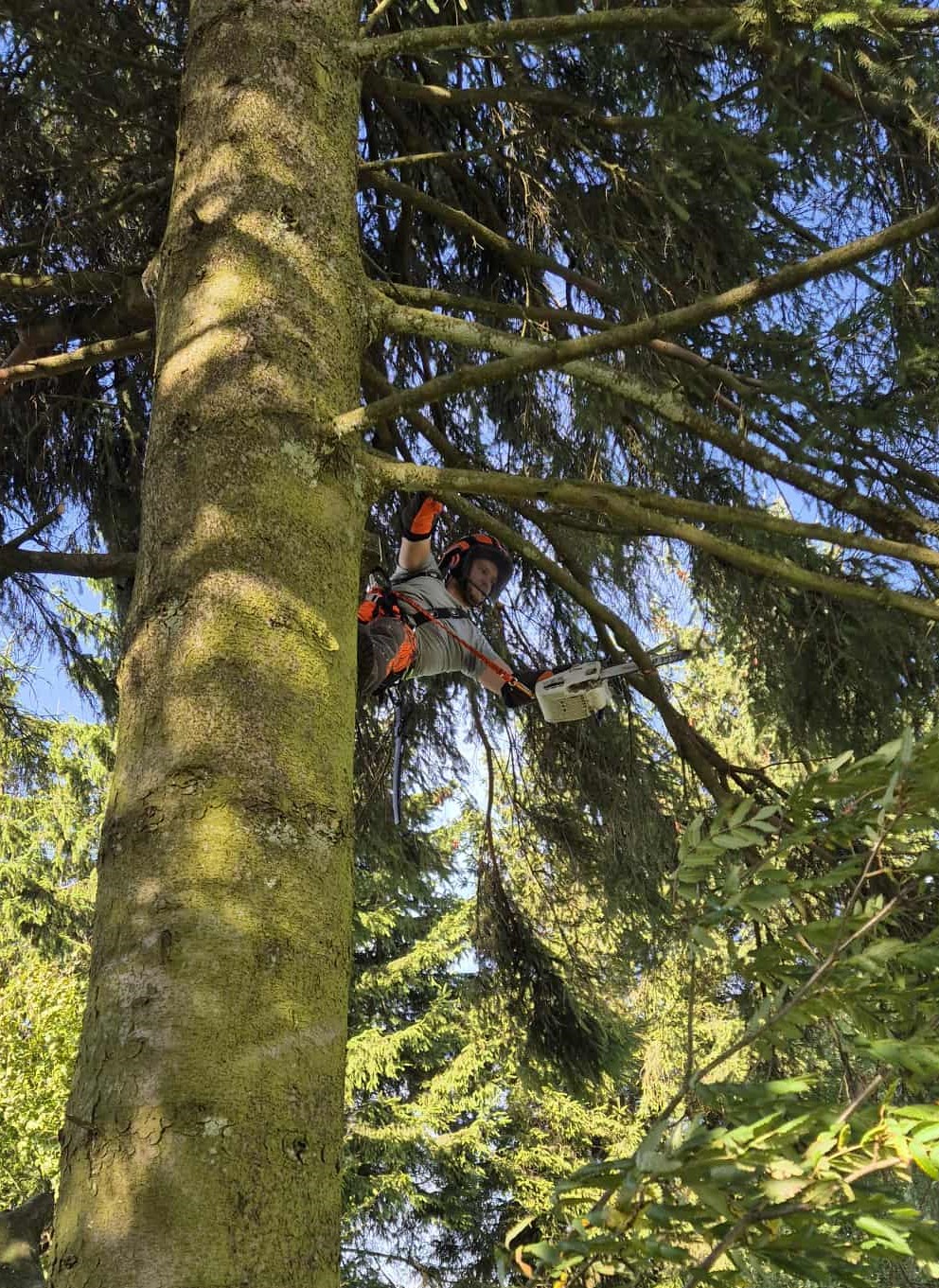 Travail dans les arbres réalisé par Hanse Élagage à Aywaille