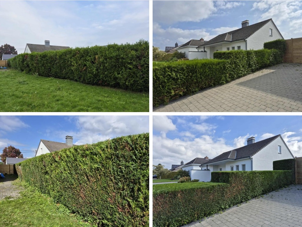 Travail de taille réalisé par Hanse Élagage à Liège