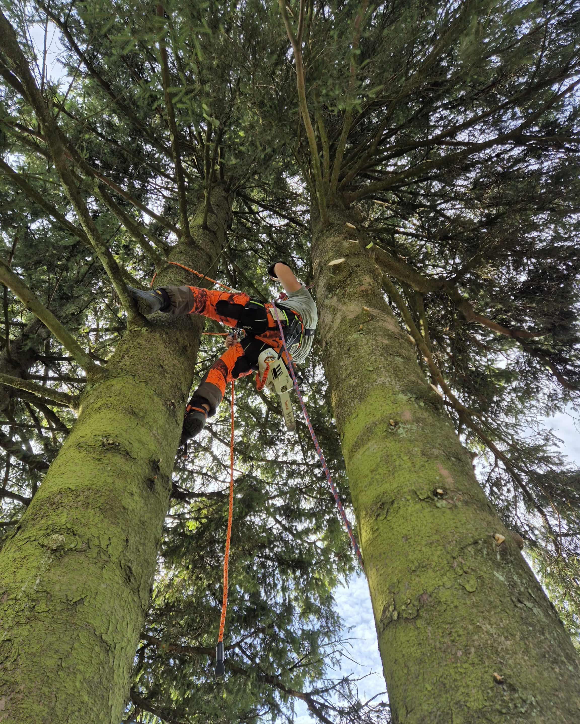 Travail d'élagage réalisé par Hanse Élagage à Bruxelles