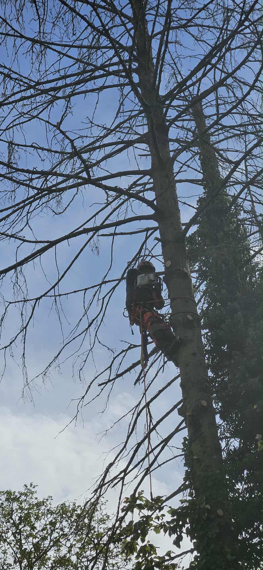 Travail du bois réalisé par Hanse Élagage à Visé