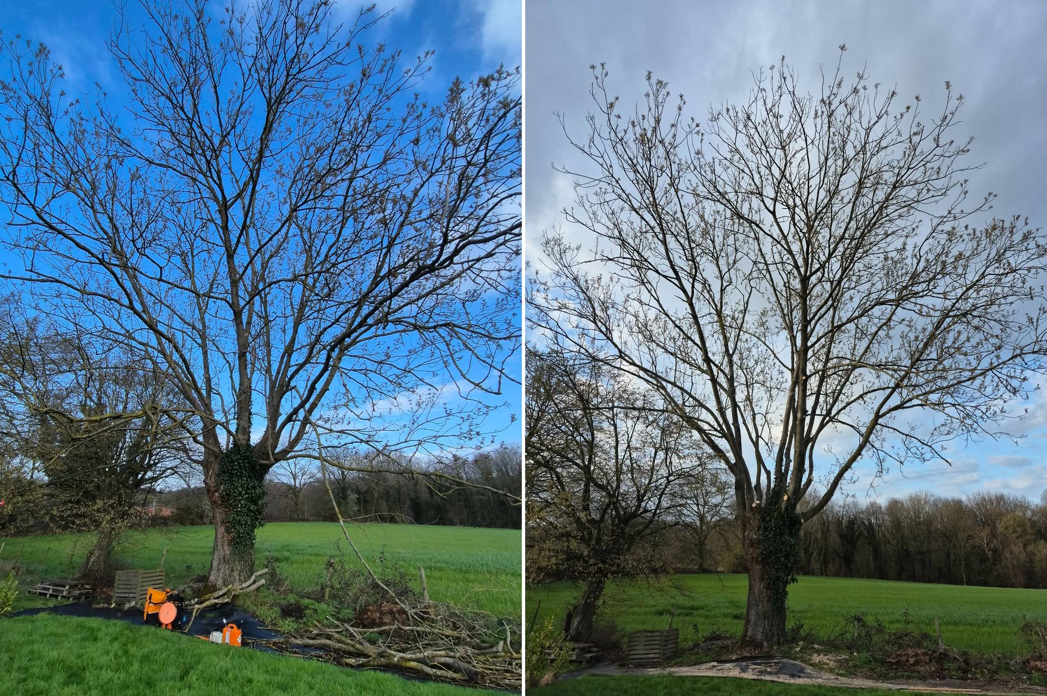 Taille d'un arbre par Hanse Elagage